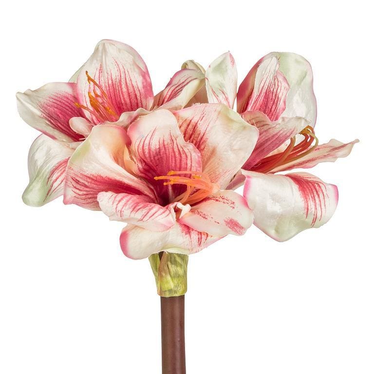amaryllis stem