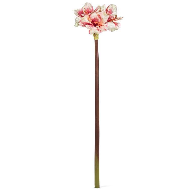 amaryllis stem2
